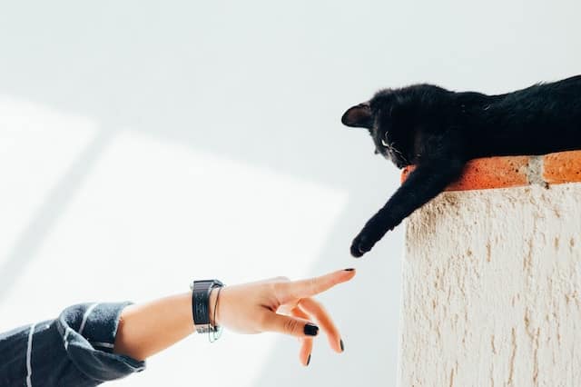 Helping a stray: 7 ways to support community cats