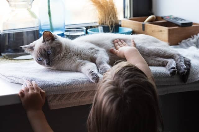 Introducing a cat to a child: 7 tips for a smooth interaction