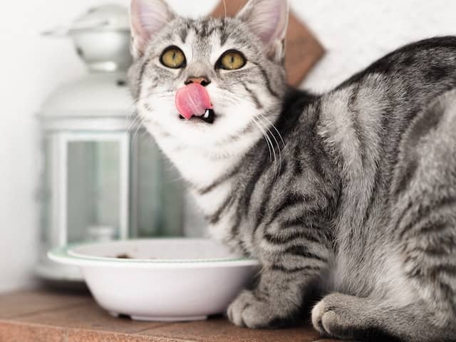 Best bone broths for cats (+recipes!)