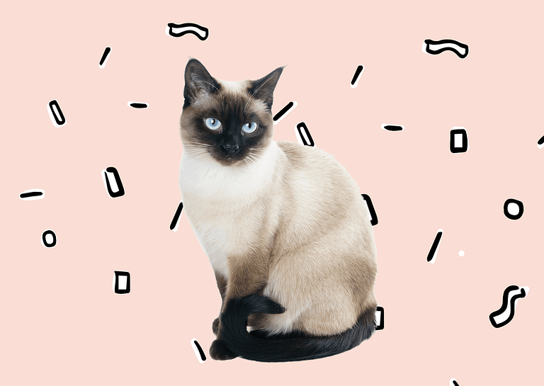 Are Siamese cats friendly?