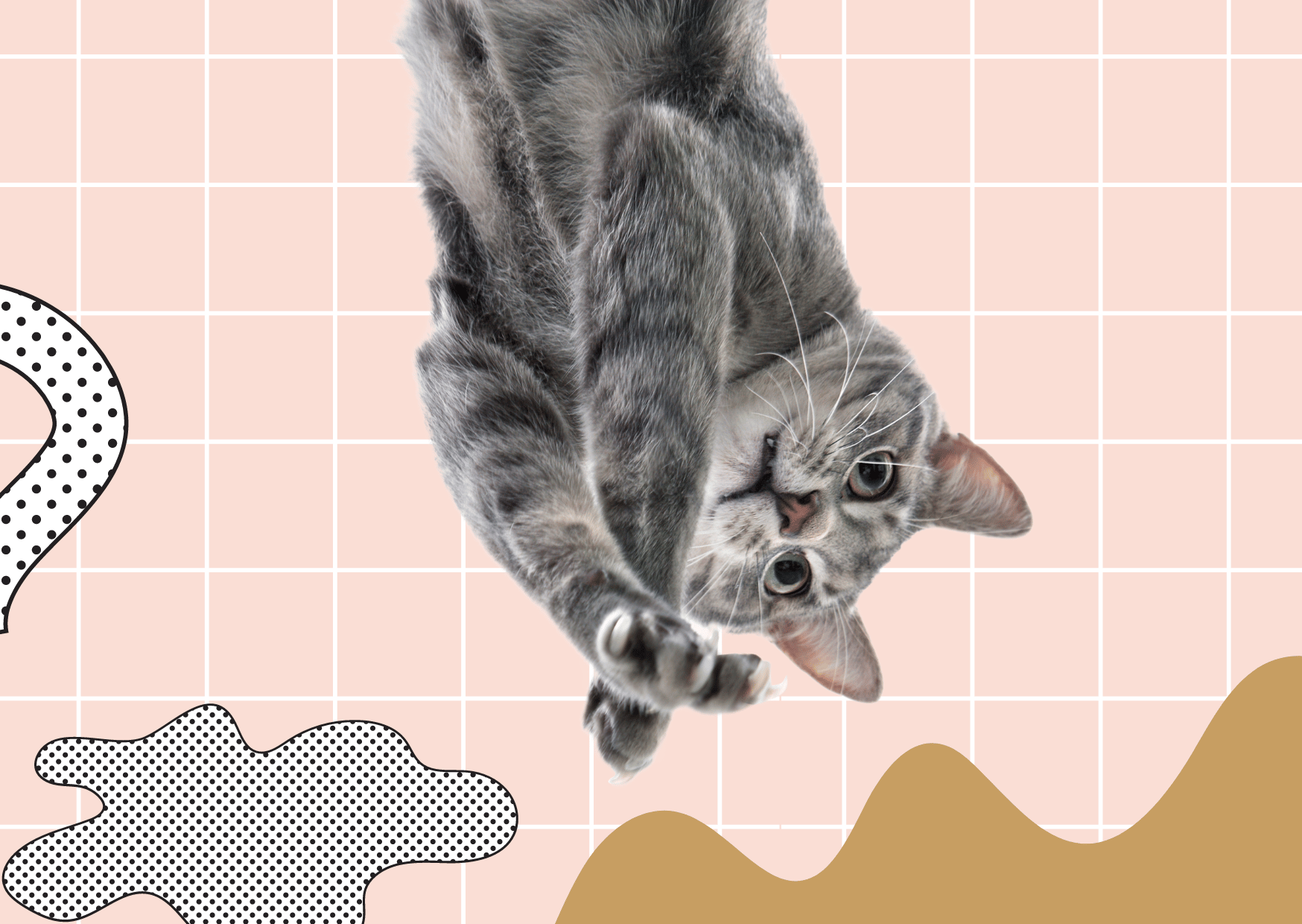 7 Ways to calm a hyper cat Whimsicat